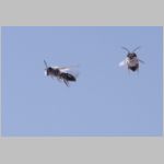 Andrena vaga - Weiden-Sandbiene 28 - Sandgrube Niedringhaussee.jpg